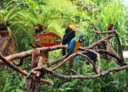 Gembira Loka Zoo: Kebun Binatang Seru di Yogyakarta yang Cocok untuk Semua Usia