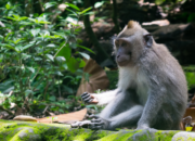 Hutan Monyet Ubud: Menyatu dengan Alam dan Satwa di Tengah Bali