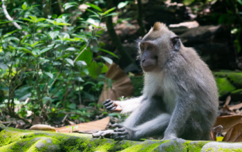Hutan Monyet Ubud: Menyatu dengan Alam dan Satwa di Tengah Bali