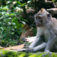Hutan Monyet Ubud: Menyatu dengan Alam dan Satwa di Tengah Bali