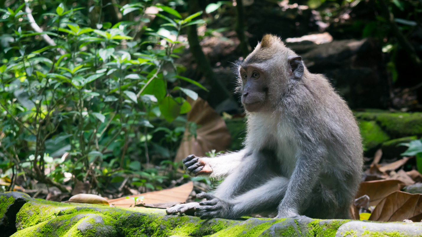 Hutan Monyet Ubud: Menyatu dengan Alam dan Satwa di Tengah Bali