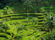 Tegalalang Rice Terrace: Keindahan Alam Terasering di Ubud