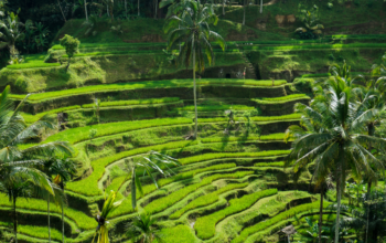 Tegalalang Rice Terrace: Keindahan Alam Terasering di Ubud
