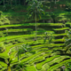 Tegalalang Rice Terrace: Keindahan Alam Terasering di Ubud