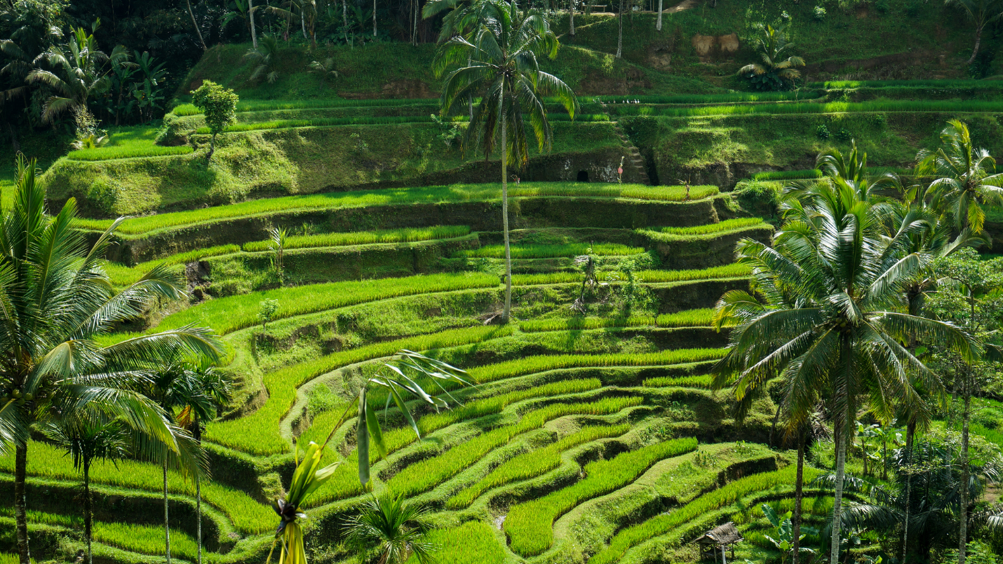 Tegalalang Rice Terrace: Keindahan Alam Terasering di Ubud